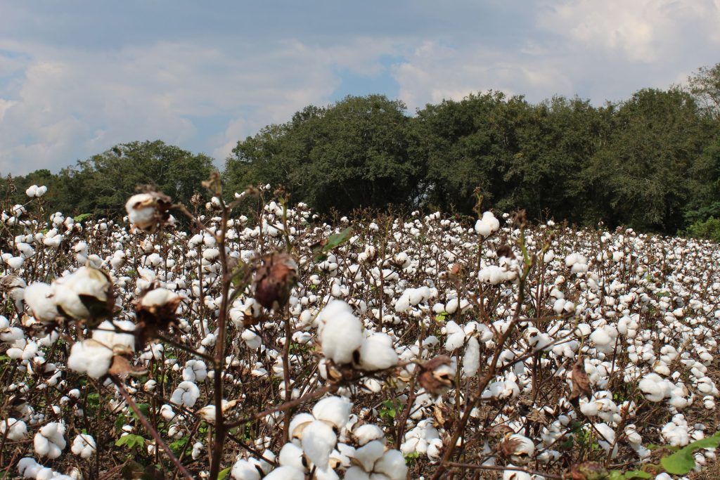 Barwick cotton field